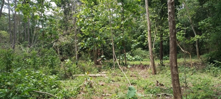 4-Hectare Farm in Las Minas, Herrera - image 29