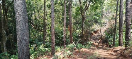 4-Hectare Farm in Las Minas, Herrera - image 15