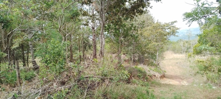 4-Hectare Farm in Las Minas, Herrera - image 8