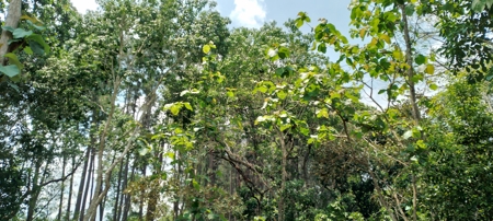 4-Hectare Farm in Las Minas, Herrera - image 19