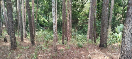 4-Hectare Farm in Las Minas, Herrera - image 26