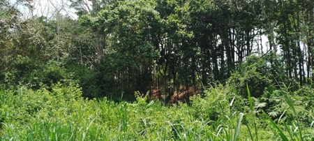 4-Hectare Farm in Las Minas, Herrera - image 23
