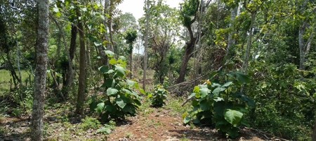 4-Hectare Farm in Las Minas, Herrera - image 20