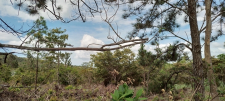 4-Hectare Farm in Las Minas, Herrera - image 5