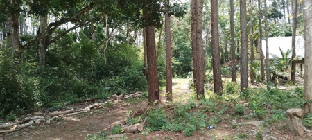 4-Hectare Farm in Las Minas, Herrera - image 32