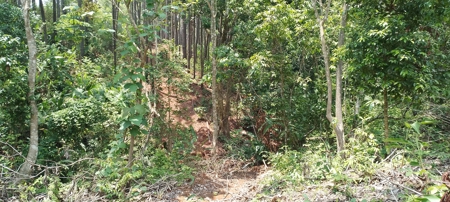 4-Hectare Farm in Las Minas, Herrera - image 18