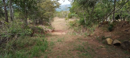 4-Hectare Farm in Las Minas, Herrera - image 7