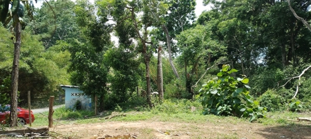 4-Hectare Farm in Las Minas, Herrera - image 34