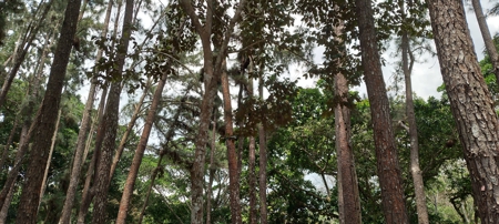 4-Hectare Farm in Las Minas, Herrera - image 27