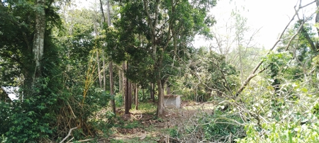 4-Hectare Farm in Las Minas, Herrera - image 25