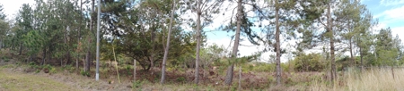 4-Hectare Farm in Las Minas, Herrera - image 3