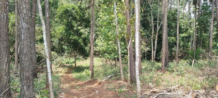4-Hectare Farm in Las Minas, Herrera - image 12