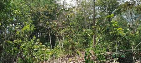 4-Hectare Farm in Las Minas, Herrera - image 21