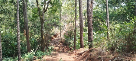 4-Hectare Farm in Las Minas, Herrera - image 16