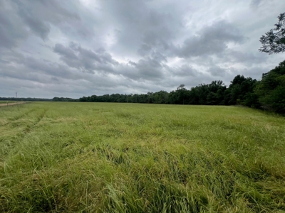 Boeuf 53 for Sale Northeast Louisiana - image 10
