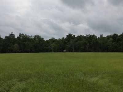 Boeuf 53 for Sale Northeast Louisiana - image 2