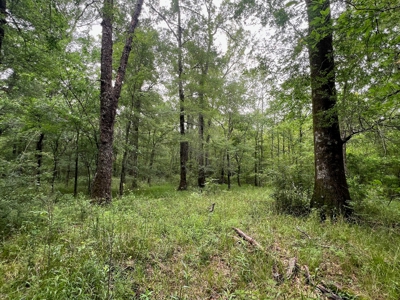 Boeuf 53 for Sale Northeast Louisiana - image 15
