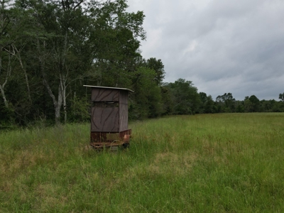 Boeuf 53 for Sale Northeast Louisiana - image 4