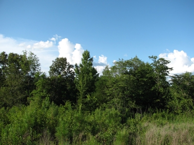 5.65 Acres Land For Sale In Mcnairy County, Tn - image 3