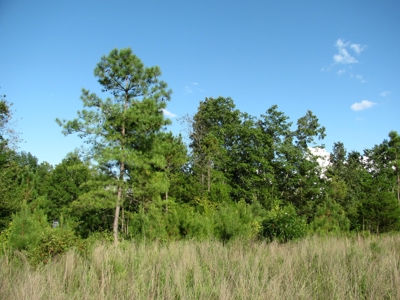 5.65 Acres Land For Sale In Mcnairy County, Tn - image 5