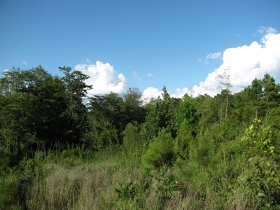 5.65 Acres Land For Sale In Mcnairy County, Tn - image 1