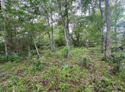 Boeuf 27 for Sale Franklin Parish - image 3