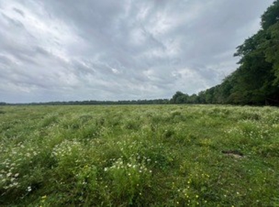 Boeuf 80 For Sale Northeast Louisiana - image 25