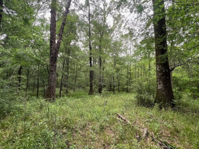 Boeuf 80 For Sale Northeast Louisiana - image 18
