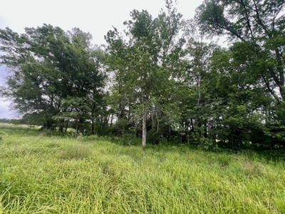 Boeuf 80 For Sale Northeast Louisiana - image 10