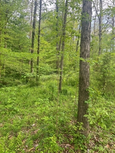 2 Acres in Scott County Indiana - image 4