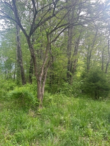 2 Acres in Scott County Indiana - image 6