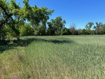 Kansas Land For Sale- Kingman County- Unit 15 - image 25