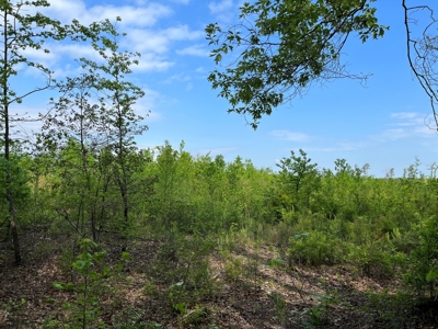 Harvested Land W/ Gravel RD for Sale Dallas County, Arkansas - image 2