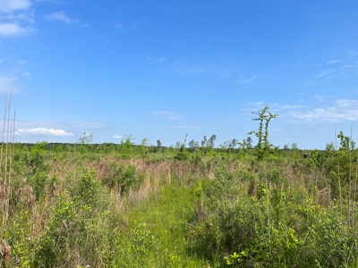 Harvested Land W/ Gravel RD for Sale Dallas County, Arkansas - image 4