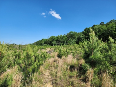 The Preserve at Boktuklo Mountain – For Sale - image 9