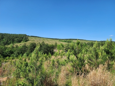 The Preserve at Boktuklo Mountain – For Sale - image 5