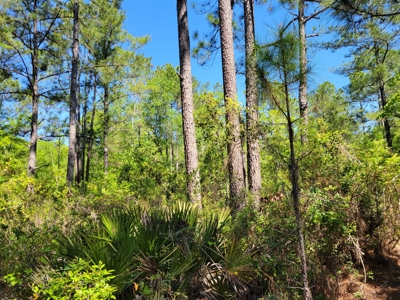 20 Acres Of Secluded Woods In North Florida - image 19