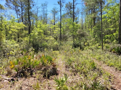 20 Acres Of Secluded Woods In North Florida - image 18