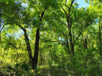 20 Acres Of Secluded Woods In North Florida - image 7
