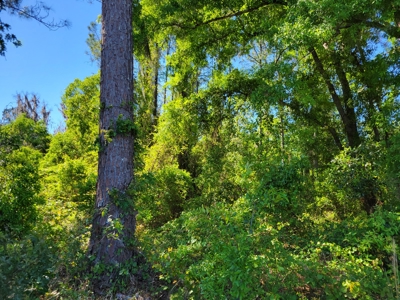 20 Acres Of Secluded Woods In North Florida - image 5