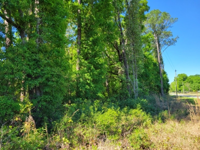 20 Acres Of Secluded Woods In North Florida - image 16