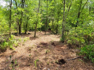 20 Acres Of Secluded Woods In North Florida - image 9
