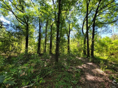 20 Acres Of Secluded Woods In North Florida - image 3