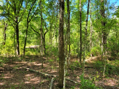 20 Acres Of Secluded Woods In North Florida - image 17