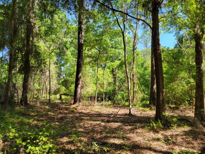 20 Acres Of Secluded Woods In North Florida - image 2