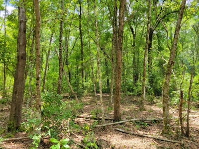 20 Acres Of Secluded Woods In North Florida - image 10