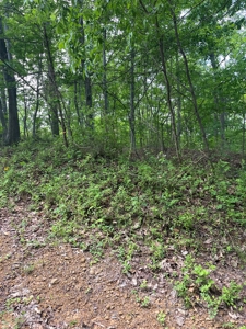 Land For Sale - image 9