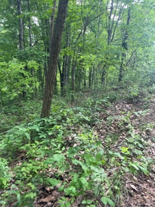 Land For Sale - image 11