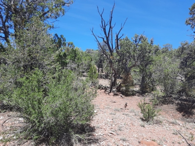 Extreme Hunting Property!! - image 6