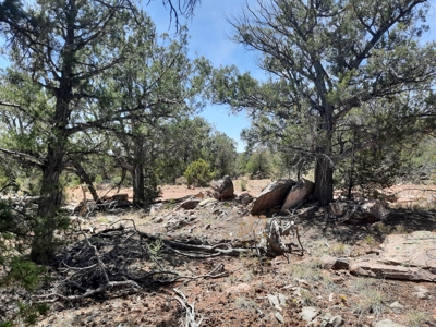 Extreme Hunting Property!! - image 7